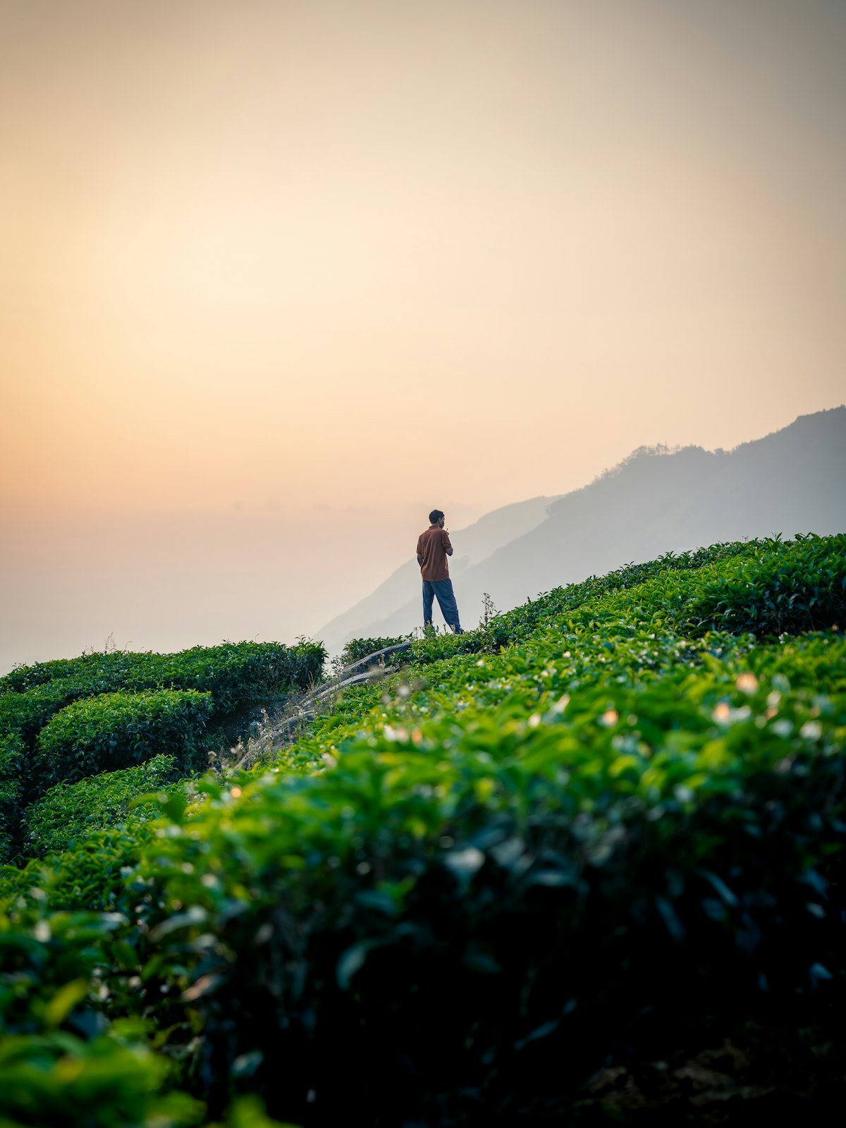 Traveller standing on a tea plantation hill at sunrise