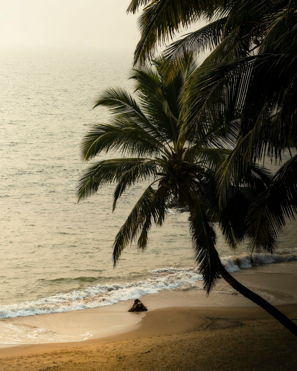 Palm-fringed beach in Goa at golden hour